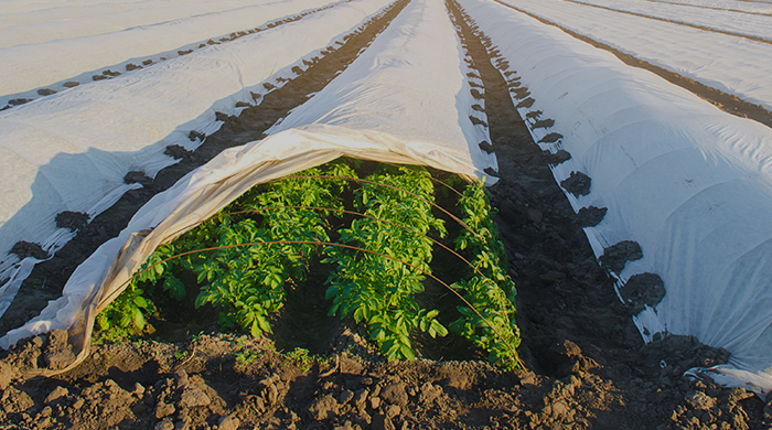 الزراعة وتربية الحيوان